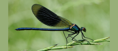 Calopteryx_splendens_4